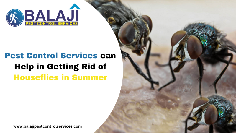 pest control services in Gurgaon