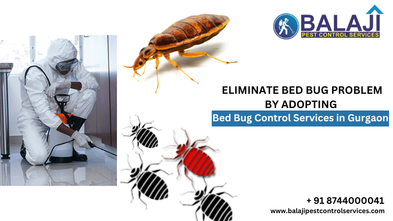 Bed Bug Control Services in Gurgaon