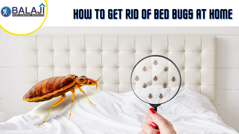 Bed Bug Control Services in Gurgaon