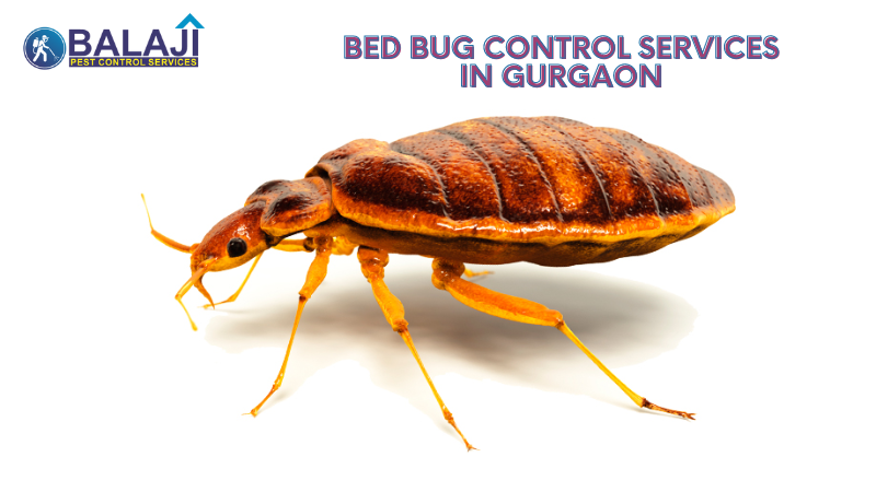 Bed Bugs Pest Control Near Me