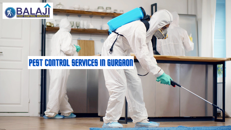 Pest Control Services in Gurgaon