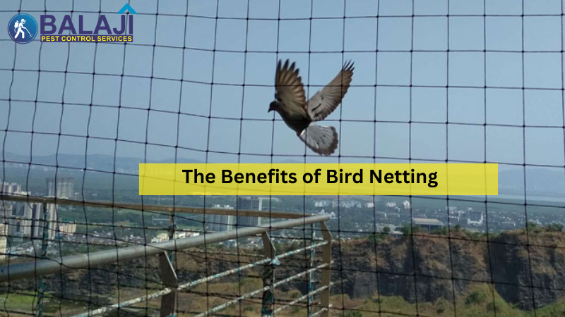 Bird Netting Control Services in Gurgaon