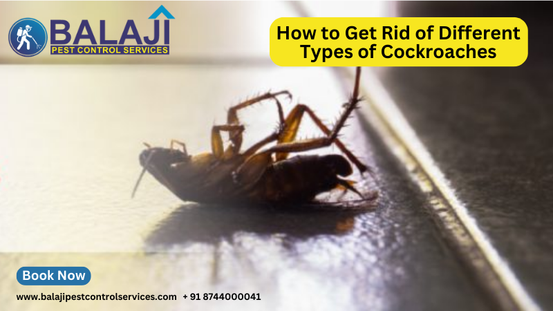 cockroach pest control services in Gurgaon