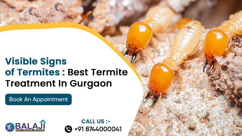 pest control company in Gurgaon