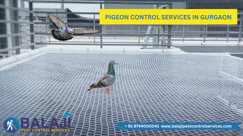 Pigeon Control Services Near Me