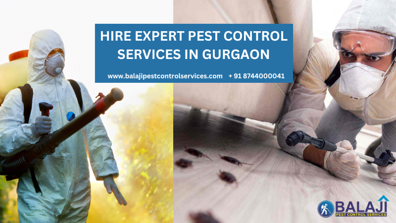 Pest Control Services in Gurgaon