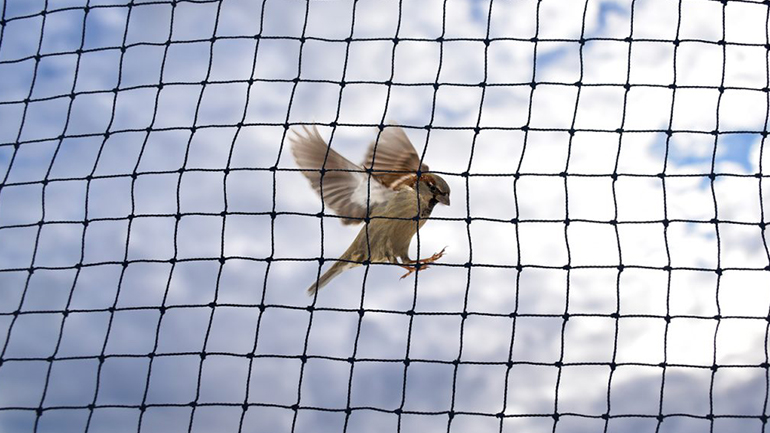 Bird Netting Service Near Me