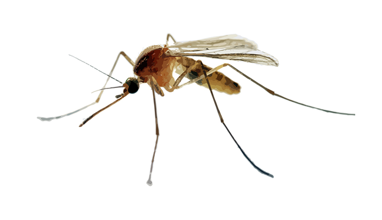 Mosquito Pest Control Services Near Me