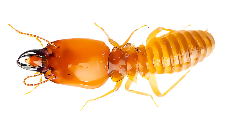 Best termite control in Gurgaon